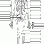 Blank Skeleton Anatomy Coloring Book Anatomy And Physiology