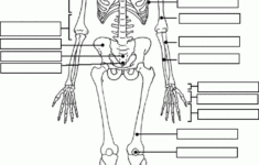 Blank Skeleton Anatomy Coloring Book Anatomy And Physiology