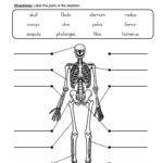 Label Skeletal System Worksheet Have Fun Teaching