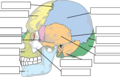 Label The Bones Of The Skull Free Worksheets Samples