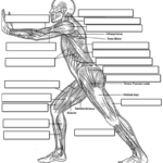 Label The Muscles Of The Body Side View In 2020 Muscle Body