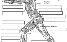 Label The Muscles Of The Body Side View In 2020 Muscle Body