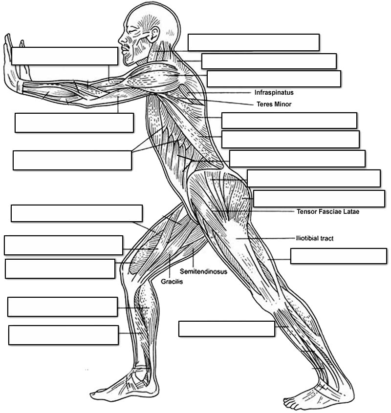 Label The Muscles Of The Body Side View In 2020 Muscle Body 