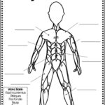 Muscular System Mini Unit Including Functions Types Of Muscles And