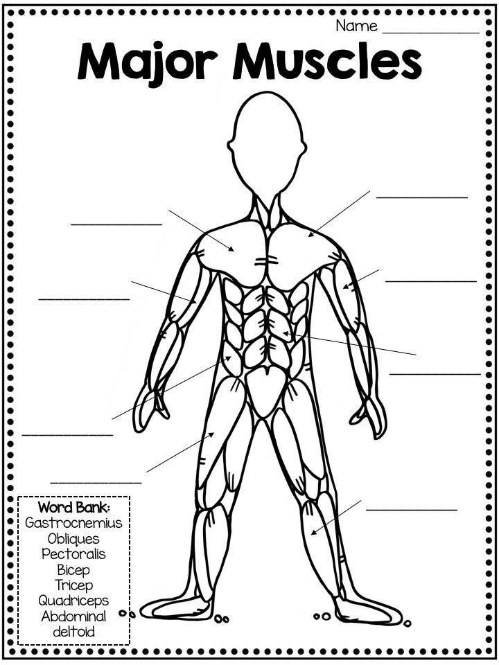 Muscular System Mini unit Including Functions Types Of Muscles And 