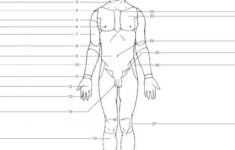 Optional Activity Human Anatomy GUWS Medical