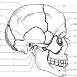 Skull Anatomy Labeling Human Anatomy GUWS Medical