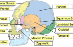 Skull Labeling Worksheets