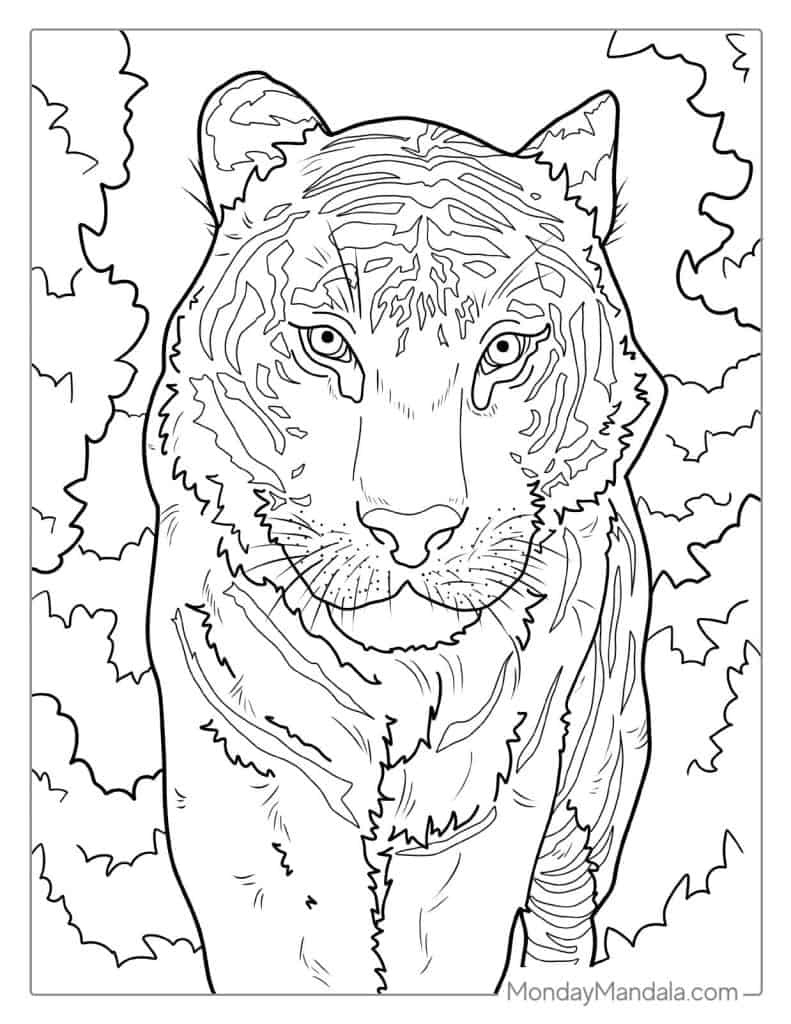 40 Tiger Coloring Pages (Free Pdf Printables) with Free Printable Coloring Pages Of Tigers