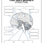 Brain Labeling Worksheets   Lesson Tutor Inside Printable Brain Labeling Worksheet