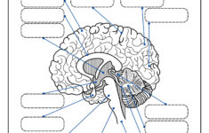 Brain Labeling Worksheets - Lesson Tutor inside Printable Brain Labeling Worksheet