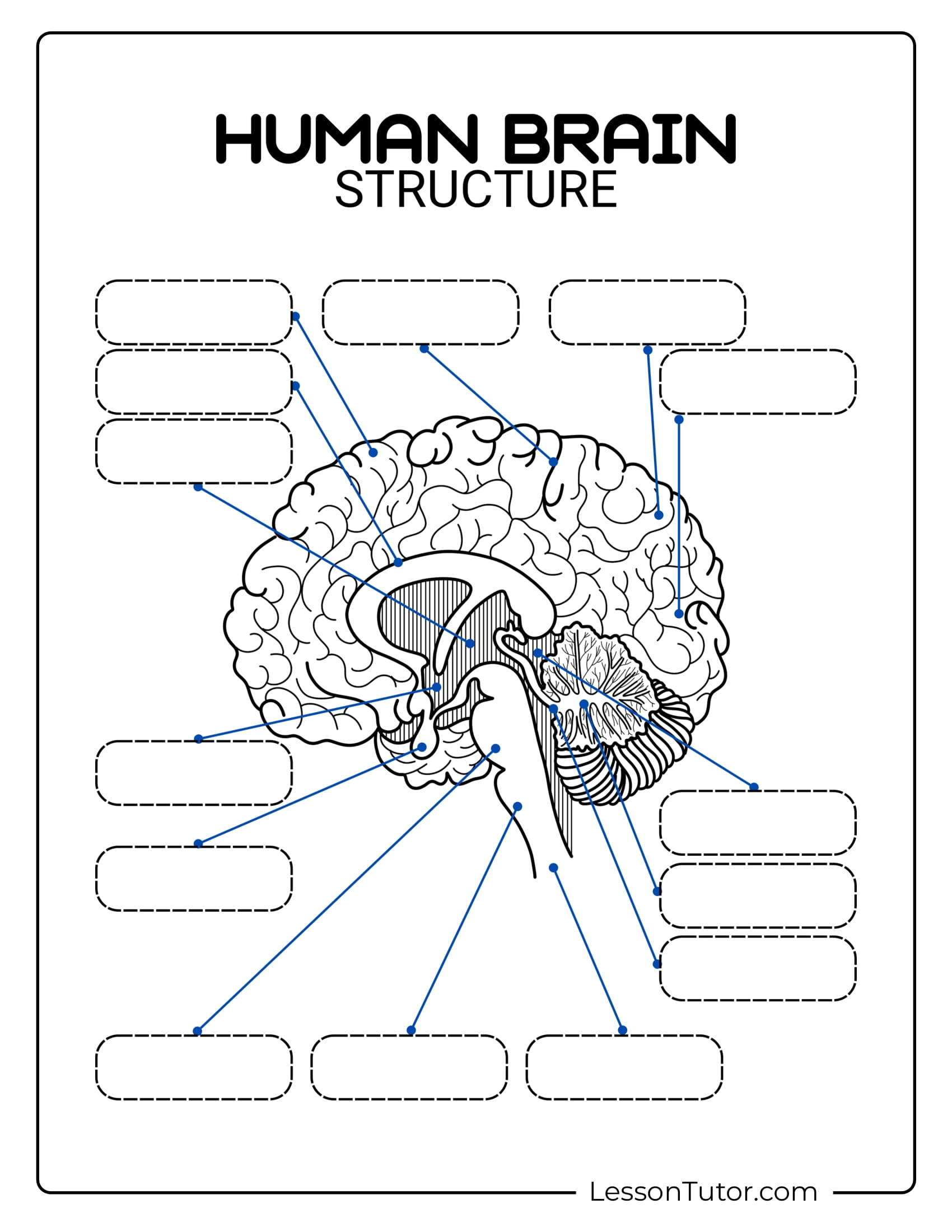Brain Labeling Worksheets - Lesson Tutor inside Printable Brain Labeling Worksheet
