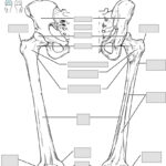 Chapter 8 The Appendicular Skeleton – Anatomy And Physiology In Printable Skeleton To Label Joints