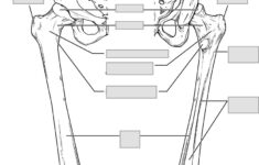 Chapter 8 The Appendicular Skeleton – Anatomy And Physiology in Printable Skeleton To Label Joints