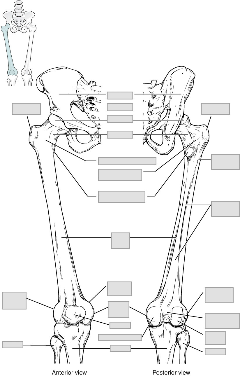 Chapter 8 The Appendicular Skeleton – Anatomy And Physiology in Printable Skeleton To Label Joints