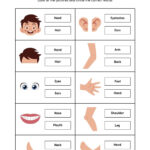 Customize 72+ Body Parts Worksheets Templates Online   Canva Pertaining To Free Printable Label Body Parts