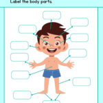 Customize 72+ Body Parts Worksheets Templates Online   Canva Pertaining To Free Printable Label Body Parts