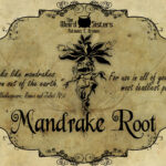 Discover 29 Mandrake Root And Mandrake Ideas On This Pinterest In Printable Mandrake Harry Potter Label