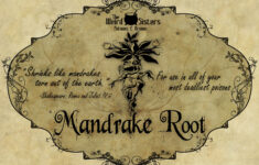 Discover 29 Mandrake Root And Mandrake Ideas On This Pinterest in Printable Mandrake Harry Potter Label