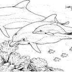 Dolphin Coloring Pages Intended For Free Printable Coloring Pages Dolphins