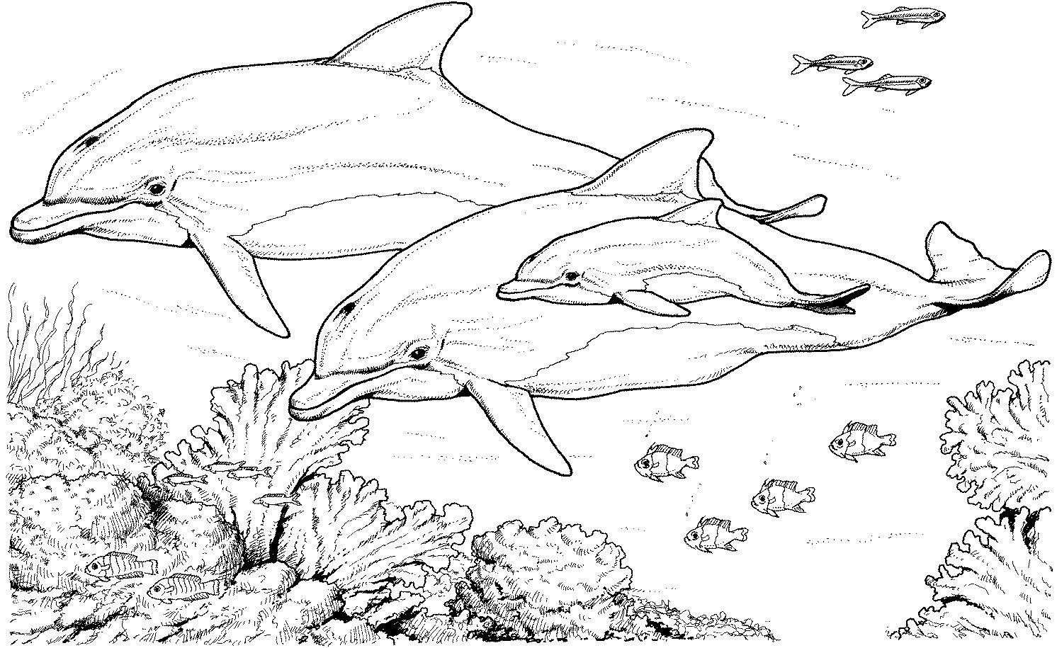 Dolphin Coloring Pages intended for Free Printable Coloring Pages Dolphins