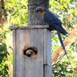 Enhancing The Reproduction Of Blue Throated Macaws In Bolivia Regarding Macaw Parrot Nest Box Design Template