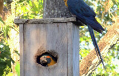 Enhancing The Reproduction Of Blue-Throated Macaws In Bolivia regarding Macaw Parrot Nest Box Design Template