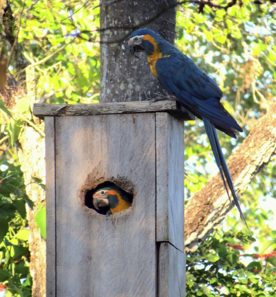 Enhancing The Reproduction Of Blue-Throated Macaws In Bolivia regarding Macaw Parrot Nest Box Design Template