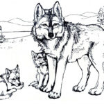 Entdecke 140 Wölfe Ideen Auf Dieser Pinterest Pinnwand | Wolf Intended For Free Printable Coloring Pages Of Wolves