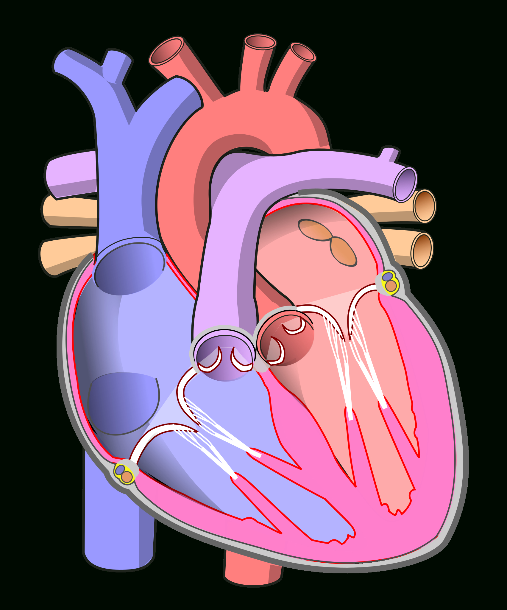 File:diagram Of The Human Heart (No Labels).Svg - Wikimedia Commons inside Heart Diagram to Label Printable