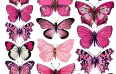 Free Printable Butterflies in Free Printable Butterfly Pictures To Print