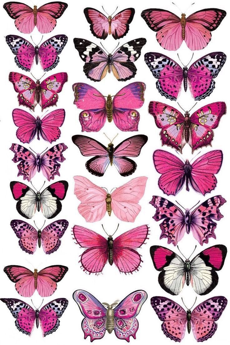 Free Printable Butterflies in Free Printable Butterfly Pictures To Print