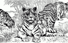 Free Tiger Coloring Pages in Free Printable Coloring Pages Of Tigers