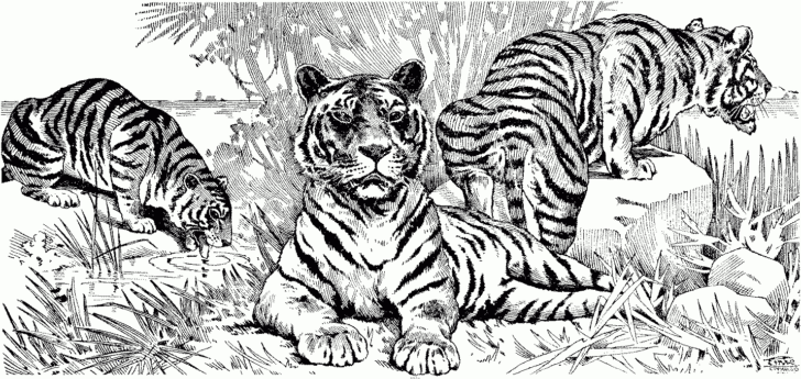 Free Printable Coloring Pages of Tigers