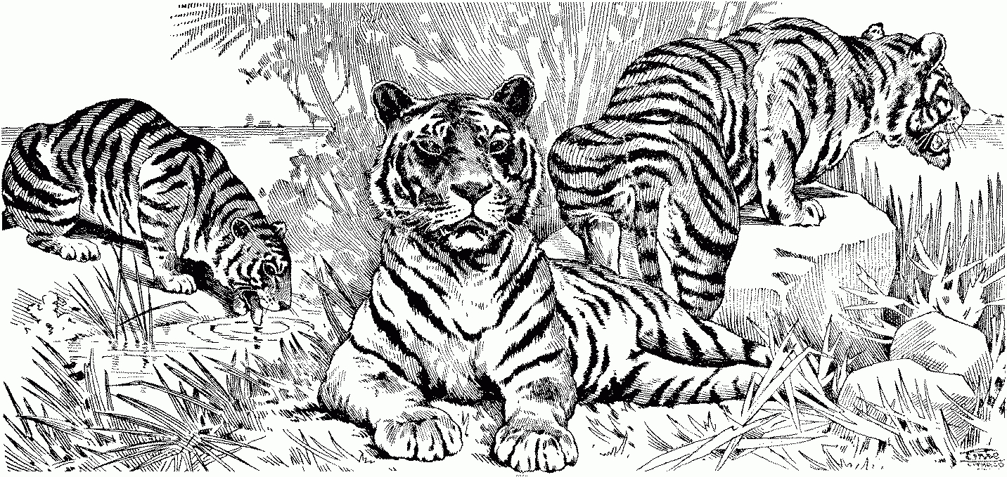 Free Tiger Coloring Pages in Free Printable Coloring Pages Of Tigers