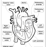 Heart Anatomy   Free Worksheet For Kids   Skoolgo Regarding Heart Diagram To Label Printable