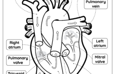 Heart Anatomy - Free Worksheet For Kids - Skoolgo regarding Heart Diagram To Label Printable