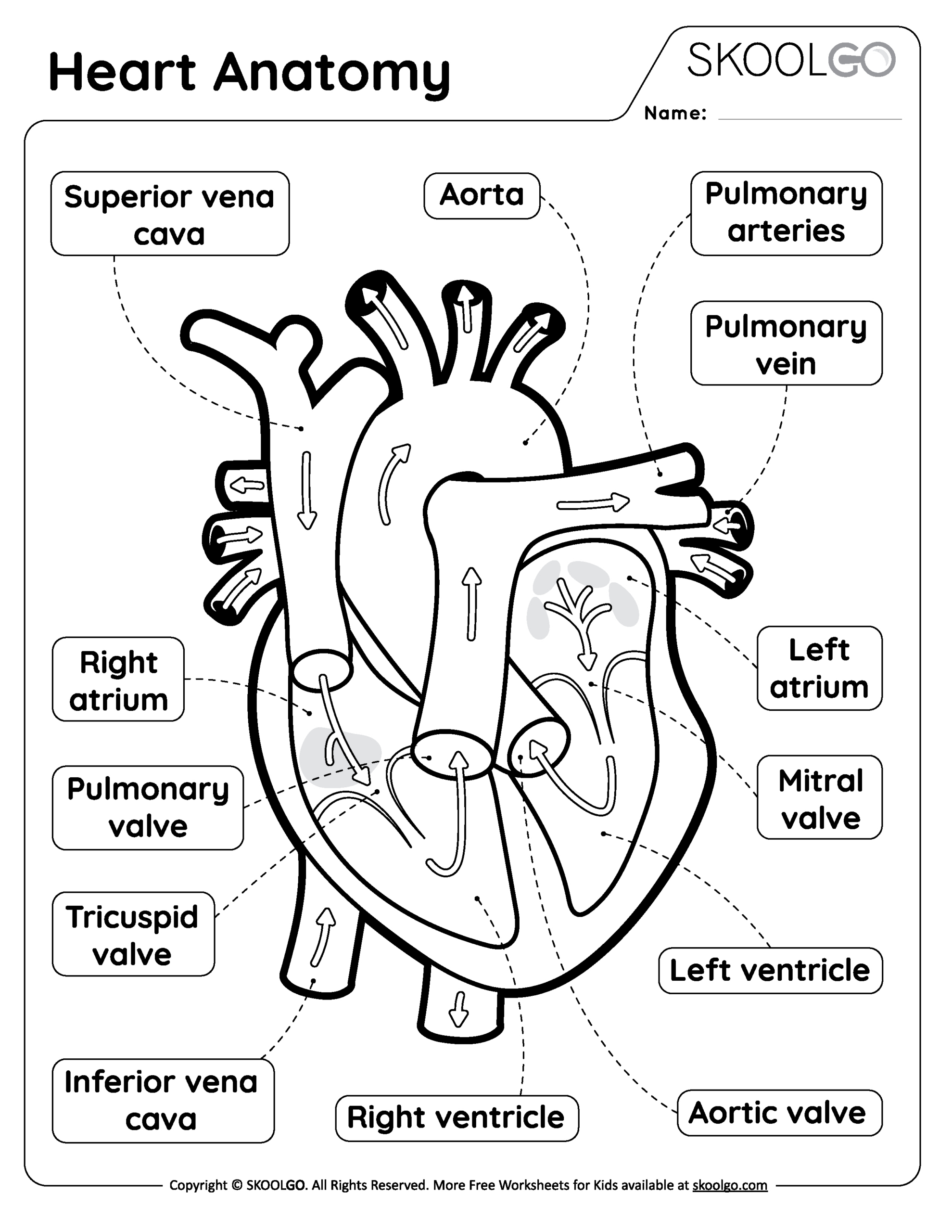 Heart Anatomy - Free Worksheet For Kids - Skoolgo regarding Heart Diagram To Label Printable