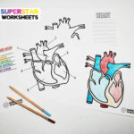 Heart Worksheets   Superstar Worksheets Inside Heart Diagram To Label Printable