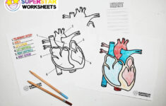 Heart Worksheets - Superstar Worksheets inside Heart Diagram to Label Printable