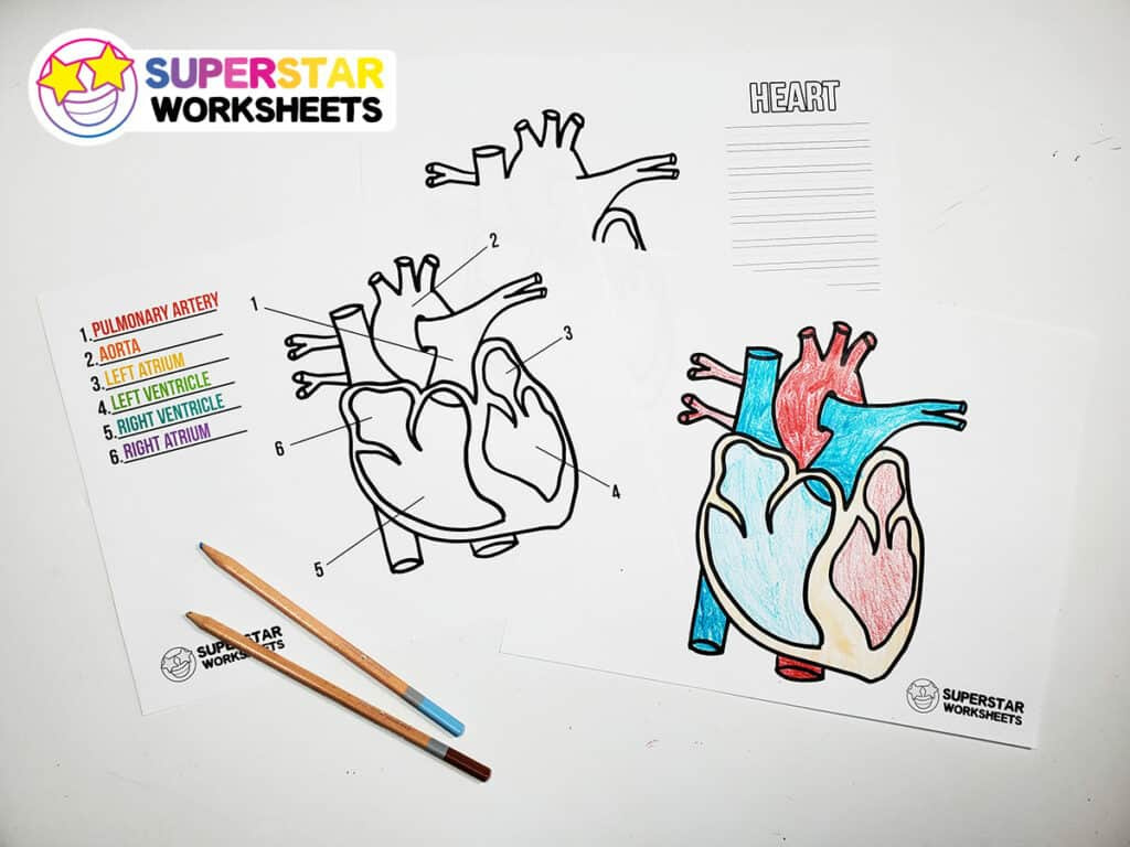 Heart Worksheets - Superstar Worksheets inside Heart Diagram to Label Printable