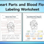 Human Heart Parts And Blood Flow Labeling Worksheets   Diagram Inside Heart Diagram To Label Printable
