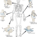 Learning Aim 3   "Joints"   Mr Brown'S Science & Chemistry Page With Regard To Printable Skeleton To Label Joints