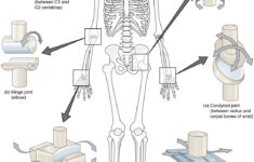 Learning Aim 3 - "Joints" - Mr Brown'S Science &amp; Chemistry Page with regard to Printable Skeleton to Label Joints