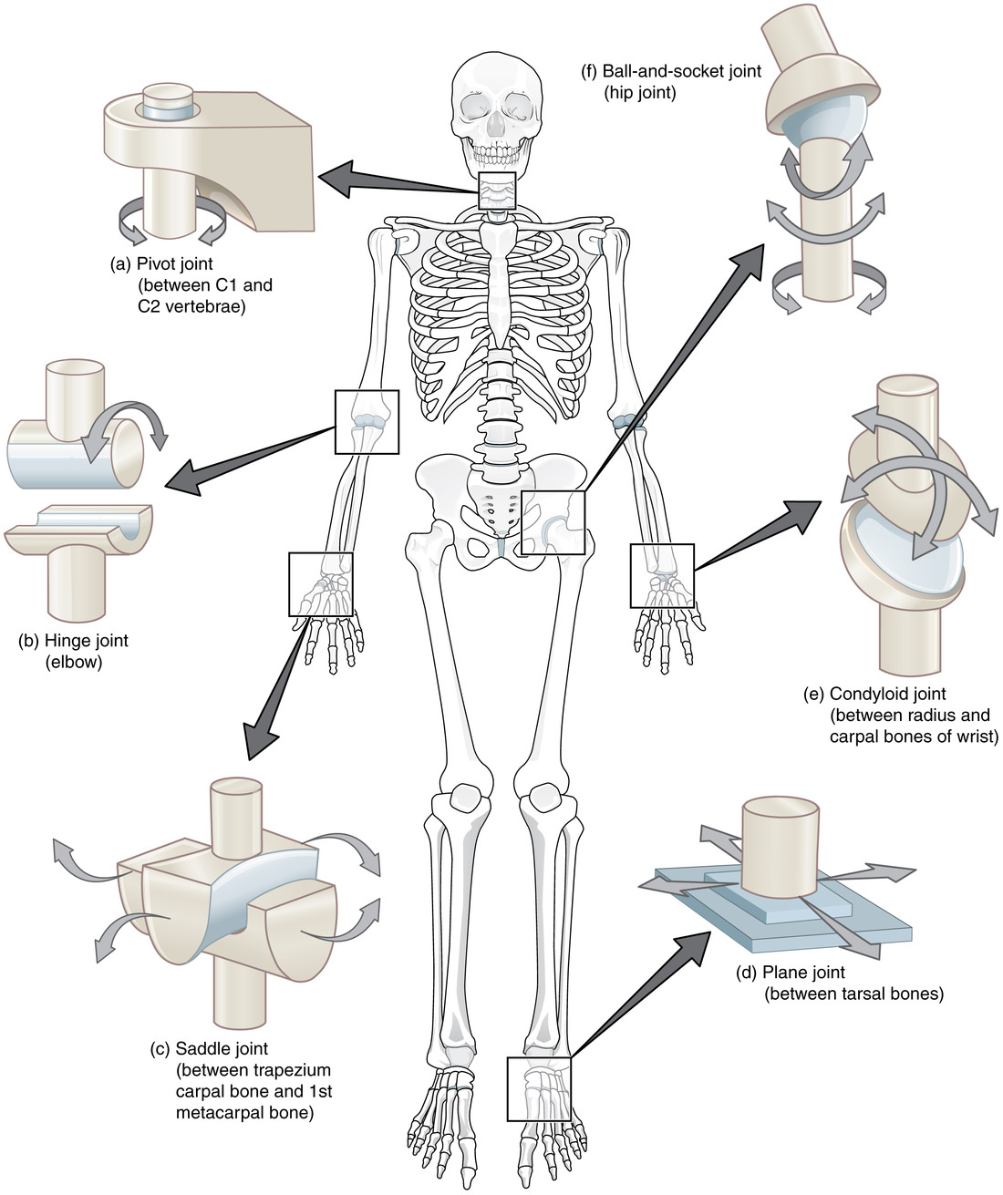 Learning Aim 3 - &amp;quot;Joints&amp;quot; - Mr Brown&amp;#039;S Science &amp;amp; Chemistry Page with regard to Printable Skeleton to Label Joints