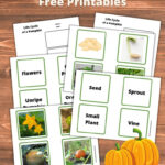 Life Cycle Of A Pumpkin Printables Throughout Free Printable Pumpkin Life Cycle Worksheet
