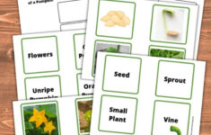 Life Cycle Of A Pumpkin Printables throughout Free Printable Pumpkin Life Cycle Worksheet