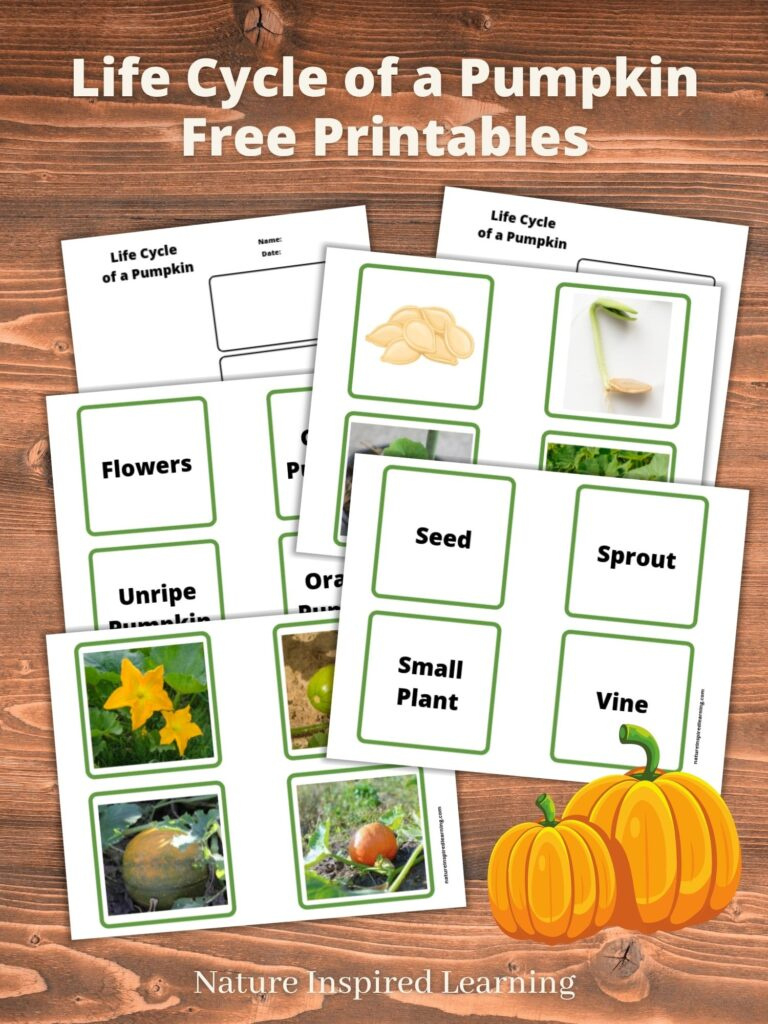 Life Cycle Of A Pumpkin Printables throughout Free Printable Pumpkin Life Cycle Worksheet
