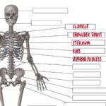 Printable Human Skeleton Worksheet Main Bones Of The Body Study Guide, High  Quality Jpg File Anatomy Practice Sheet Labeled & Unlabeled With Printable Skeleton To Label Quiz