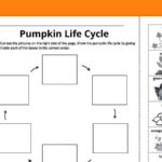 Pumpkin Life Cycle Worksheets For Kids (Free Printables) In Free Printable Pumpkin Life Cycle Worksheet